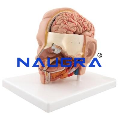 School Science Lab Anatomy Human Head