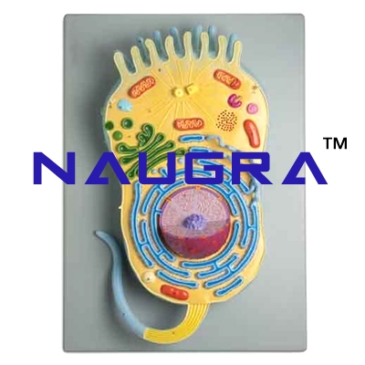 Animal Cell Ultra-Structure Zoology Model for Biology Lab