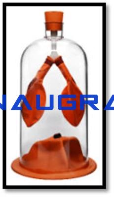 Lung Function Demonstration Model