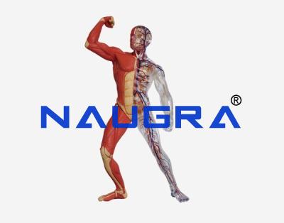 School Science Lab Advanced Anatomy Model