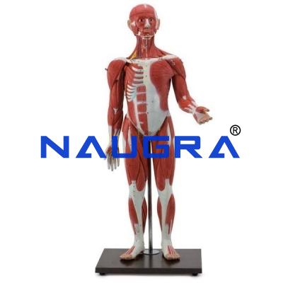 School Science Lab Anatomy Human Torso