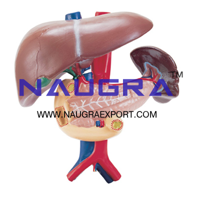 Human Liver, Pancreas, Spleen and Duodenum Anatomy Model for Biology Lab