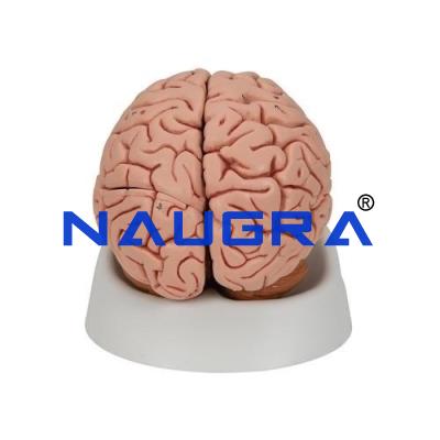 School Science Lab Brain Model