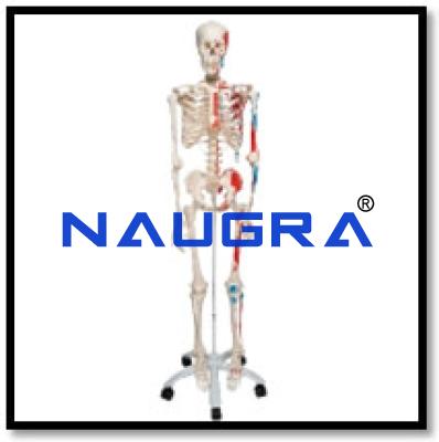 Human Skeleton with Painted Muscles Model