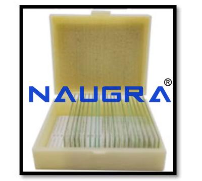 Protozoa and Algae Microscope Slide Set (20 Slides)