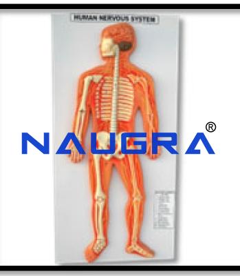 Human Nervous System Model