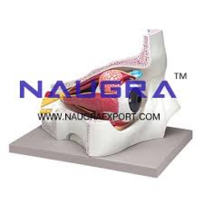 Anatomy Models Manufacturers for Teaching Equipments Lab