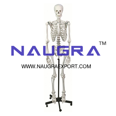 Human Skeleton on Stand for Biology Lab