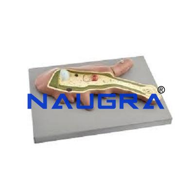 School Science Lab Zoology Models