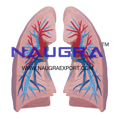 Human Lungs Anatomy Model for Biology Lab