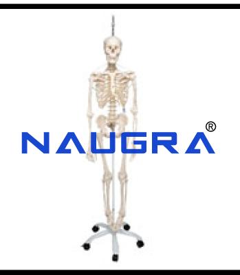 Human Skeletal System Model