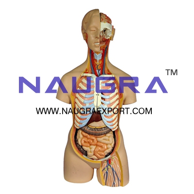 Human Anatomy Torso 10 Parts for Biology Lab