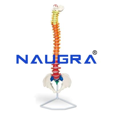 School Science Lab Human Spinal Columns Model
