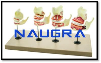 Dental Development Set