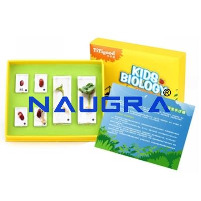 School Science Lab Kids Biology Specimen