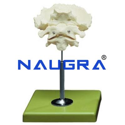 School Science Lab Human Lumbar Anatomy Models