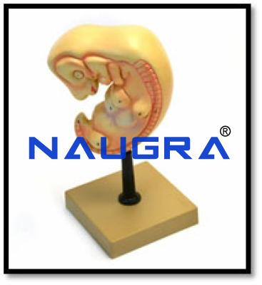 Human Embryo Model