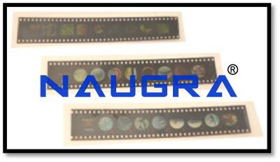 Bio Viewer Set &ndash; Bacteria, Protozoa and Virus