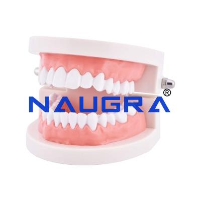 School Science Lab Human Teeth Anatomy Models