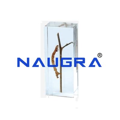 School Science Lab Imbedding Specimen