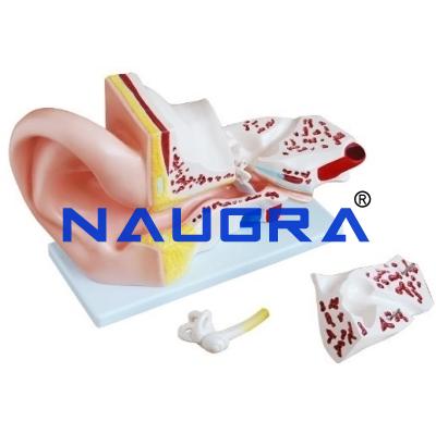 School Science Lab Ear Model