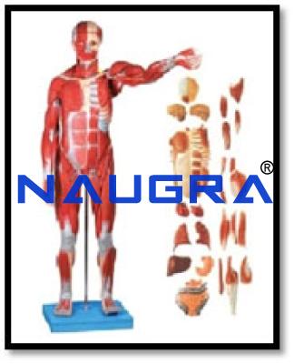 Human Torso with Muscles Model