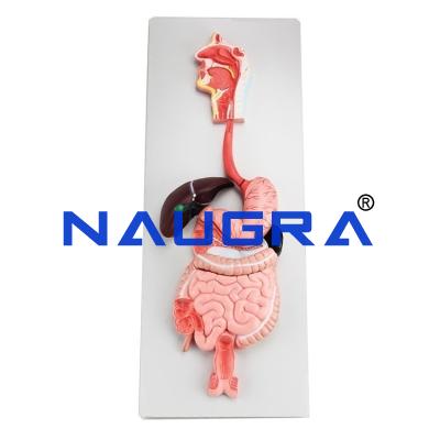 School Science Lab Digestive System