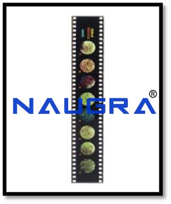 Bio Viewer Set &ndash; Cells of Human Body