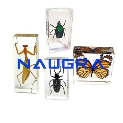 School Science Lab Embedded Specimen