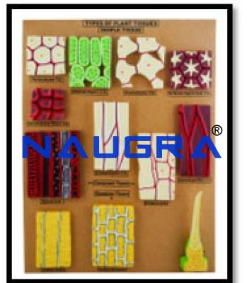 Plant Tissues Model