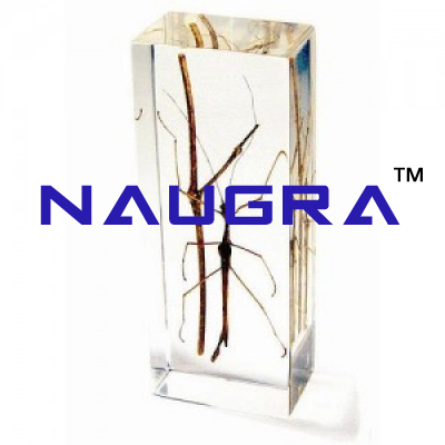 Real Life Science Specimens, Stick Insect for Biology Lab, Biology Lab Exporters