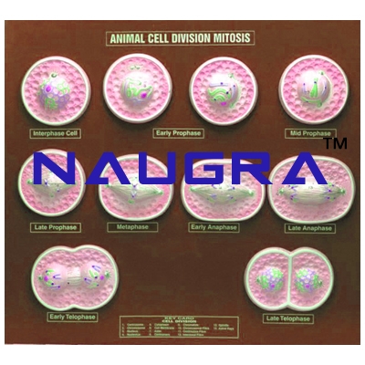 Animal Cell Division Mitosis Zoology Model for Biology Lab