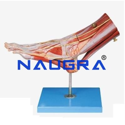 School Science Lab Human Foot Anatomy Models