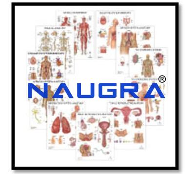 Human Anatomy Chart Set