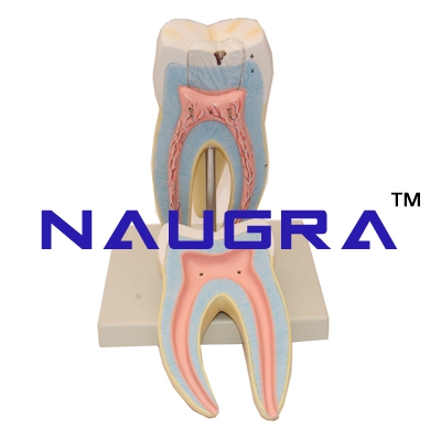 Human Teeth Lower Molar with Root Anatomy Model for Biology Lab