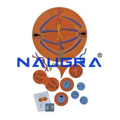 School Science Lab Mitosis Manipulatives Kit