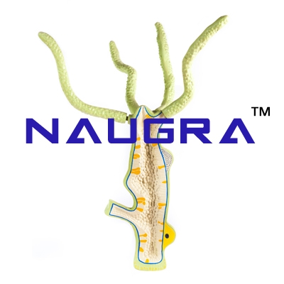 Model of Hydra for Biology Lab