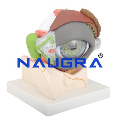 Human Eye with Eyelids Anatomy Model for Biology Lab