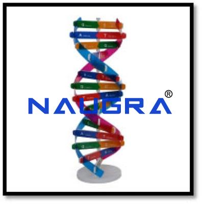 DNA Model