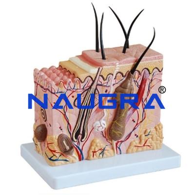 School Science Lab Skin Model