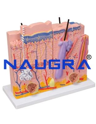 School Science Lab Anatomy Human Skin
