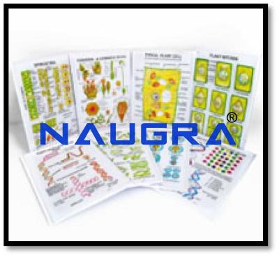 General Botany Chart Set