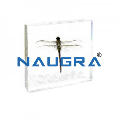 Real Life Science Specimens, Dragonfly for Biology Lab