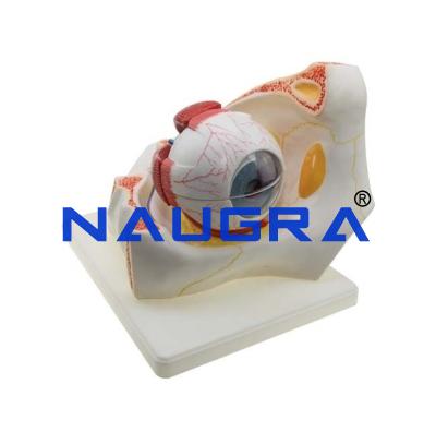School Science Lab Anatomy Human Eye