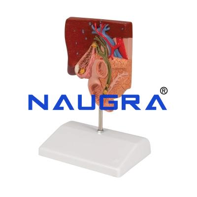 School Science Lab Anatomy Digestive System