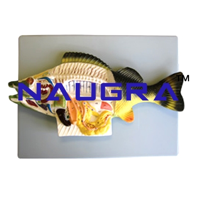 Perch Fish Dissection Zoology Model for Biology Lab