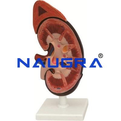 School Science Lab Urinary System