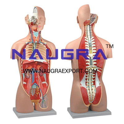 Human Torso, Dual Sex with Open Back 27-Part for Biology Lab