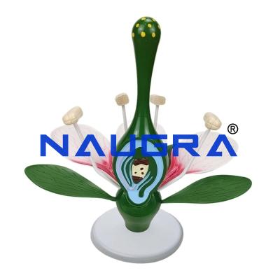 School Science Lab Plant Model