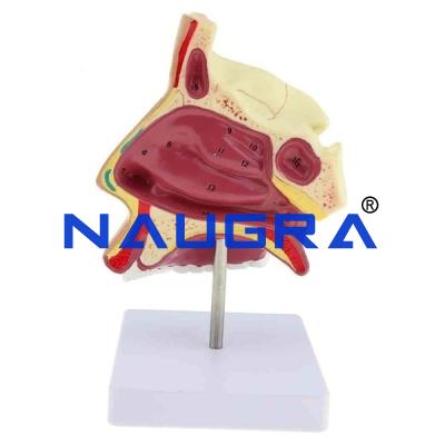School Science Lab Head and Facial Model